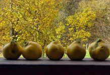 Astenia de toamnă: simptome, cauze și sfaturi pentru a o combate. De ce ne simțim obosiți, slăbiți și incapabili de concentrare