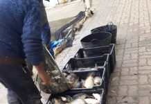 AVPS Făgăraș, o nouă repopulare cu crap pe râul Olt, zona Șona și barajul de la Dridif