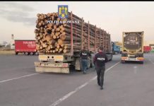 Mașinile de transport material lemnos, la control. Amenzi de 84.000 lei în 2 zile