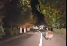 Video. Un urs s-a plimbat prin Victoria, în această seară. Animalul a fost alungat de pompieri și polițiști