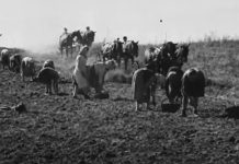 Reportaj Video,1949. La cules de cartofi la Gospodăria Agricolă de Stat Șercaia. Unii în închisori, alții alături de regimul comunist