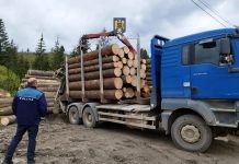 Razie la firmele de exploatare forestieră din județ: 46 amenzi în valoare de 37.000 lei și confiscarea a 94 mc de material lemnos