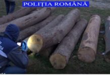 Au furat 11 mc de lemn și l-au vândut unei femei din Hârseni. Autorii, trei bărbați din Hârseni, au dosar penal