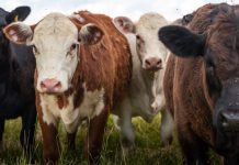 APIA primește cereri pentru ajutorul de stat în sectorul creşterii animalelor, aferent anului 2024 monitorfg