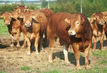 Crescătorii de animale din județul Brașov au primit subvenții în valoare de 600.000 de lei