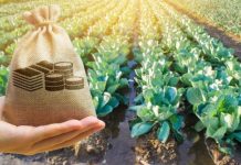 Fermierii pot depune cereri pentru obținerea de granturi pentru sectorul vegetal. Cererile se depun la sediile APIA