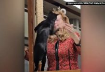 Un concurs de frumusețe pentru pisici s-a lăsat cu bătaie. O felină a atacat-o pe președinta juriului