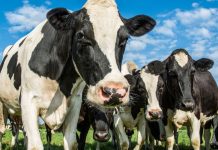Bani de la APIA pentru crescătorii de bovine și bubaline. Au cerut ajutor financiar doar 194 de beneficiari din totalul de peste 4000