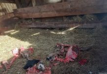Foto. Haite de câini domină satul Văleni. ,,Ne-au omorât 10 oi, le-au jupuit“ spune Marioara Blându