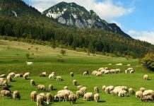 Subvenții APIA de peste 403 milioane lei plătite pentru Campania 2023