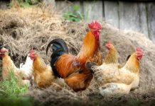 Subvenții pentru crescătorii din sectoarele suin și avicol. Cererile se depun la APIA până la 14 martie