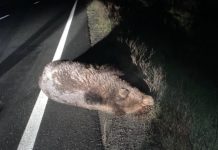 Un urs a fost lovit de mașină în Arpașu de Jos. Animalul a murit monitorfg