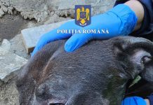 Video. Lupte ilegale cu câini, la Săcele. Proprietarii au fost reținuți, iar câinii preluați de Poliția Animalelor