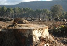 Liber la defrișările ilegale prin Noul Cod Silvic monitorfg