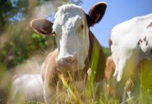 Sprijin financiar în valoare de peste 51milioane lei pentru crescătorii de bovine