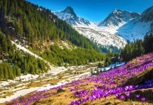 Fundaţia Conservation Carpathia nu se lasă. Afacerea ,,Yellowstone“. ,,Munţii Făgăraşului nu sunt de vânzare!” spun propritarii de păduri din masivul Făgăraş