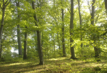 Se pot depune cereri la APIA pentru „Servicii de silvomediu, servicii climatice și conservarea pădurilor”