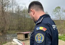 Un bărbat din Breaza a chinuit 8 câini din cei 35 pe care-i deține. Acesta este cercetat penal pentru intervenții de cupare a urechilor și codotomie