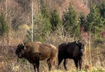 Zimbrii, castorii și Parcul Național Munții Făgărașului, ,,afacerea“ Fundației Conservation Carpathia. Proiect de 27 milioane euro cu derogare de la Ministerul Mediului