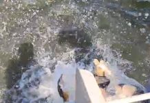 Video și Foto. O nouă repopulare cu crap pe râul Olt. AVPS Făgăraș a depus 700 kg de puiet