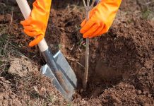 17 ha de teren forestier din Comuna Părău vor fi împădurite cu puieți. 150 de voluntari vor fi mâine la Părău pentru plantarea a 4000 de puieți