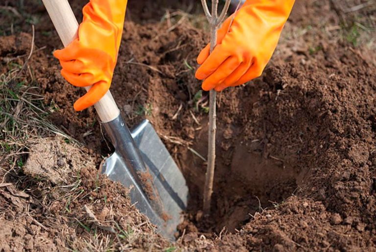 17 ha de teren forestier din Comuna  Părău vor fi împădurite cu puieți. 150 de voluntari vor fi mâine la Părău pentru plantarea a 4000 de puieți