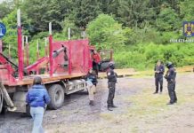 Video. Mascații au descins la firmele de prelucrare a lemnului și la două ocoale silvice din județ. 11 persoane sunt duse la audieri