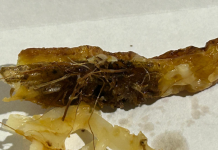 Burger cu gândaci la un restaurant din Brașov. OPC a amendat operatorul economic cu 30.000 lei