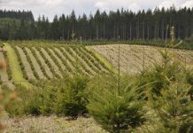 APIA plătește lucrările pentru prima împădurile și crearea de suprafețe împădurite