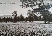 Foto. Rezistența Anticomunistă: Moșu și Victor, încercuiți în Dumbrava narciselor de la Vad