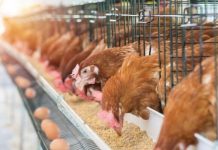 Plăți de la APIA pentru crescătorii din sectorul suin și avicol, 322 milioane de lei