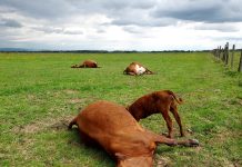 Un fermier din Viștea de Sus și-a găsit vacile Angus moarte în fermă, o pagubă de peste 40.000 euro. Specialiștii spun că au fost otrăvite