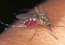 Remedii naturiste împotriva înțepăturilor de țânțari