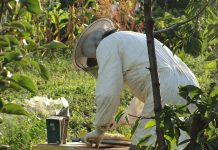 APIA primește Cereri de plată pentru intervenţiile aferente sectorului apicol 2024