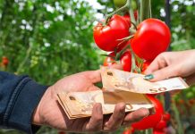 APIA: Plăți de peste11,2 milioane lei pentru sectorul viticol și legume