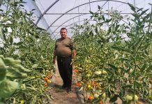 Video și Foto. Legumele de la Sere Șercaia, proaspete și fără chimicale, se găsesc la mesele 6 și 7 din Piața Agroalimentară din Făgăraș. E sozonul pentru roșii, castraveți, ardei, fasole, dovlecei