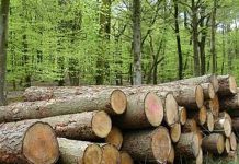 Arestat pentru furt de lemne din cantonul silvic de la Dejani