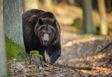 Tânără sfâșiată de un urs în zona Jepii mici din Bușteni. Fata de 19 ani a fost găsită moartă