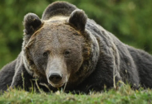 Urșii și lupii au produs, în județul Brașov, pagube de 193.000 de lei. Cele mai multe cazuri s-au înregistrat în Țara Făgărașului