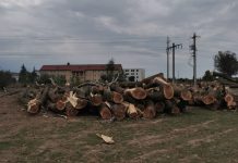 Foto și Video. Copacii din spatele CT ,,Aurel Vijoli“ din Făgăraș, tăiați la ras. În loc de zonă verde încă o groapă de gunoi clandestină monitorfg