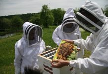 7.151 cereri de plată depuse pentru intervenţiile aferente sectorului apicol 2024