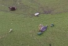 Rațe moarte pe lacul de acumulare de la Dridif. Deocamdată nu se cunosc cauzele