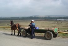 37 de sancțiuni pentru nereguli în privința protecției animalelor, în județul Brașov