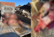 Un urs a provocat pagube majore într-o gospodărie din Porumbacu de Sus