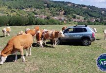 Sprijin financiar în valoare de peste 3,98 milioane lei pentru crescătorii de animale