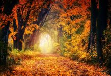 Echinocțiu de toamnă, 22 septembrie. Această dată marchează începutul toamnei în emisfera nordică