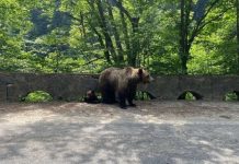 Video. Cum se plimbă ursul pe străzile din Crizbav. Două persoane au fost atacate