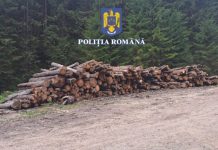 Lemne de 16.000 de lei confiscate de la un ocol silvic