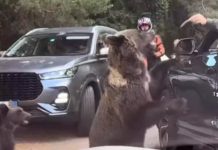 Video. Bărbat inconștient! A vrut să dea de mâncare unui urs de pe Transfăgărășan. Animalul s-a năpustit asupra lui