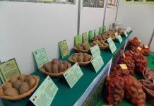 Fermierii făgărășeni își procură sămânța pentru cartofi de la Institutul de Cercetare pentru Cartofi Brașov. Povestea institutului